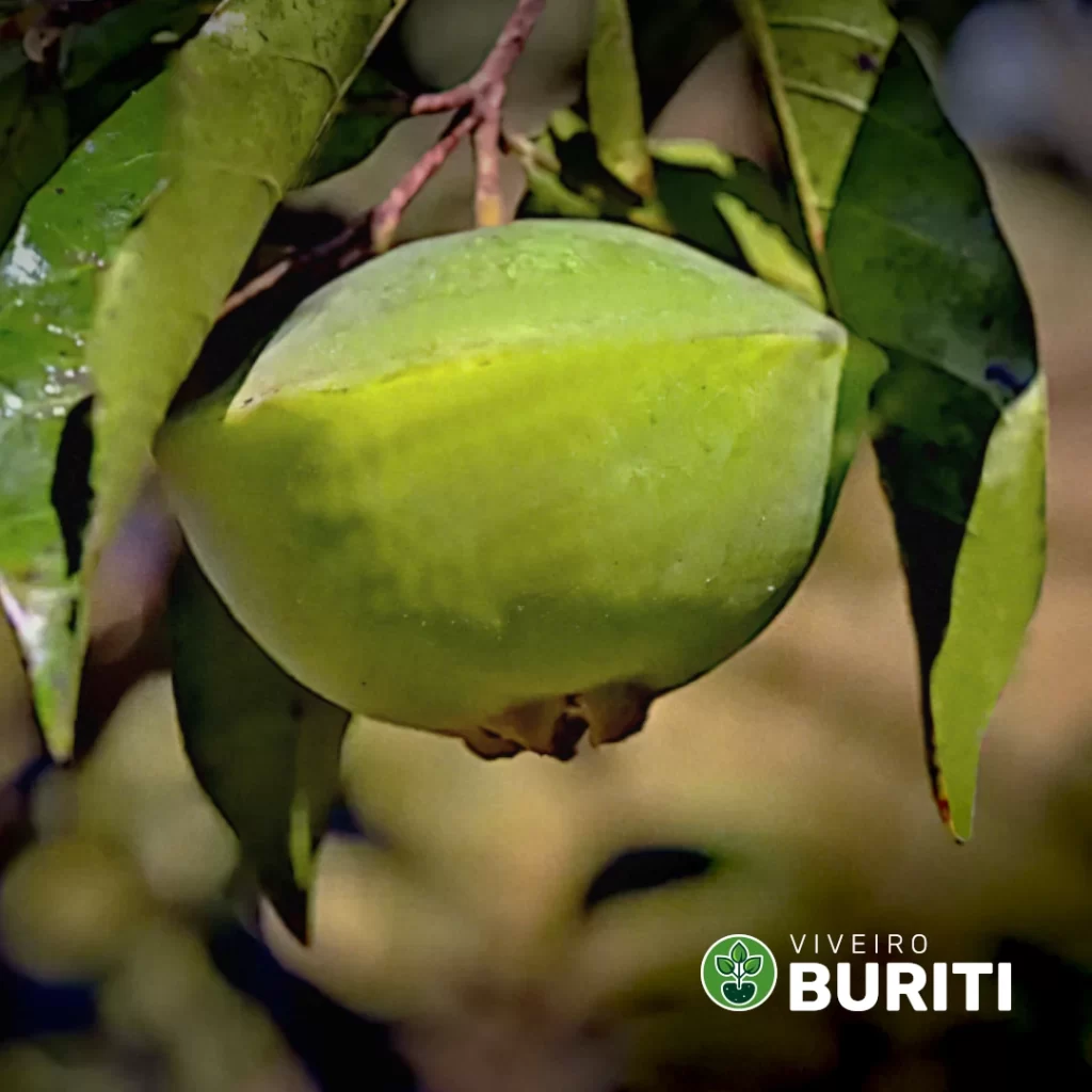 Imagem da fruta cambuci