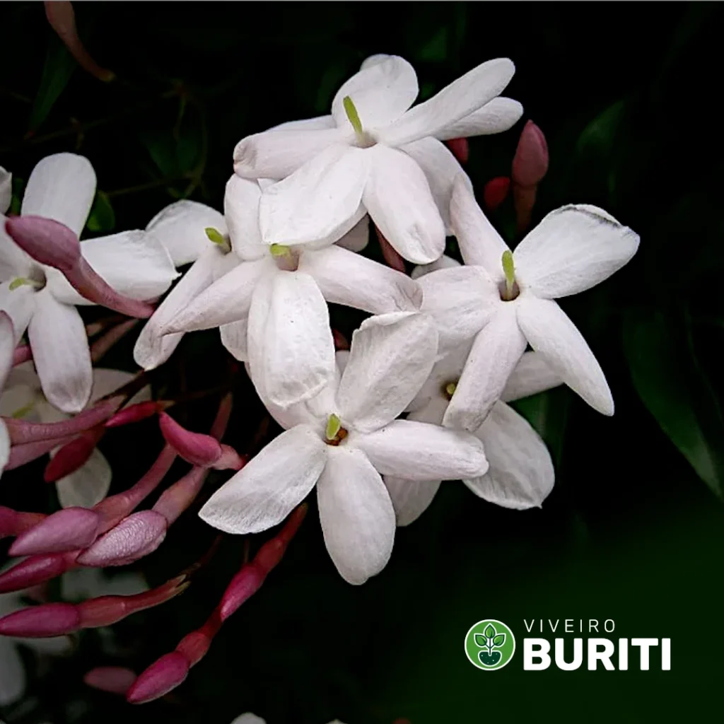 jasmim dos poetas 01