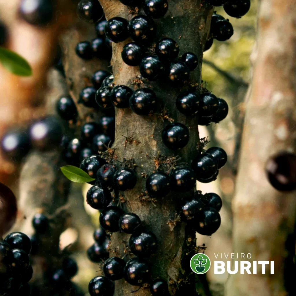 Imagem de uma jabuticabeira repleta de jabuticaba