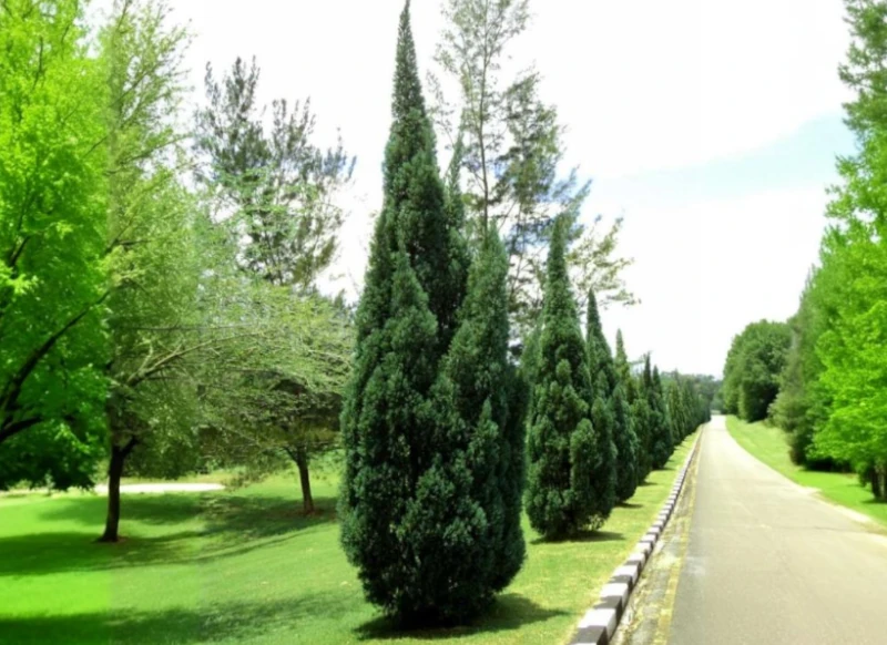 Muda de Kaizuka Viveiro Buriti