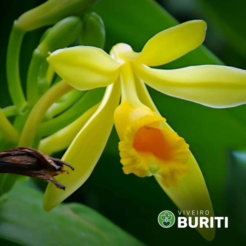 Orquídea Baunilha-01