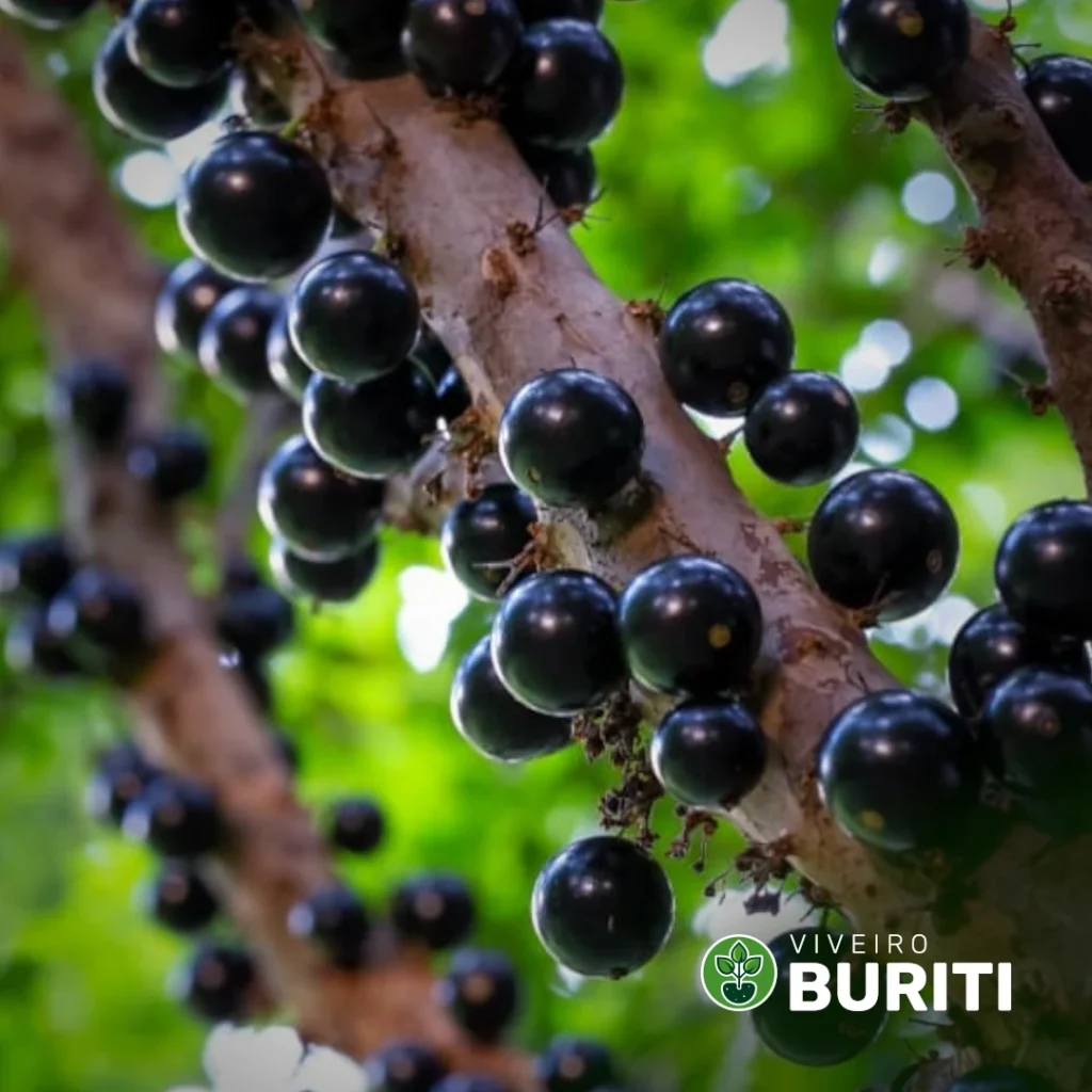 Jabuticaba Sabará 01