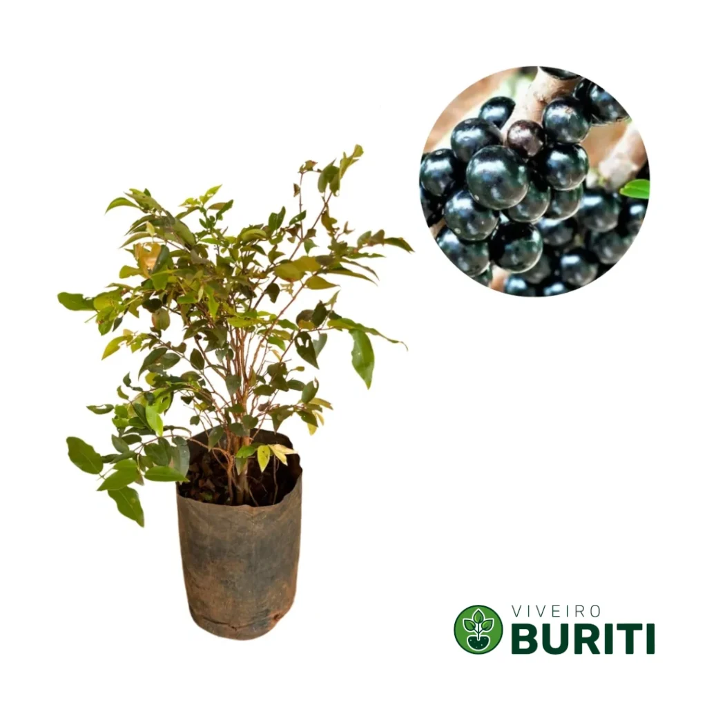 Jabuticaba Sabará 02