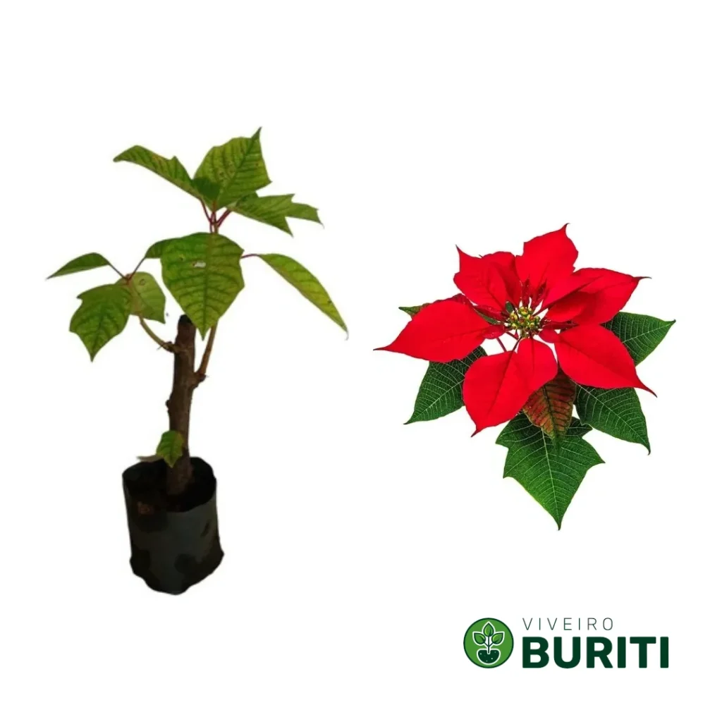 Bico De Papagaio Vermelho 02