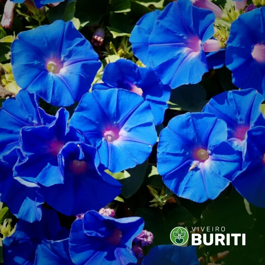 Ipomeia Azul 01