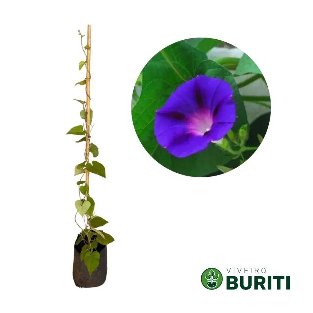 Ipomeia Azul 02