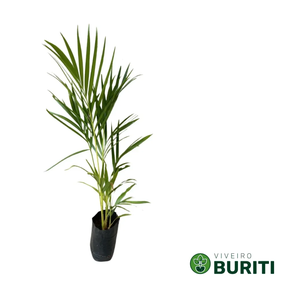 Palmeira Areca 02