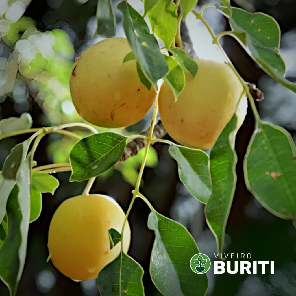 marula 01