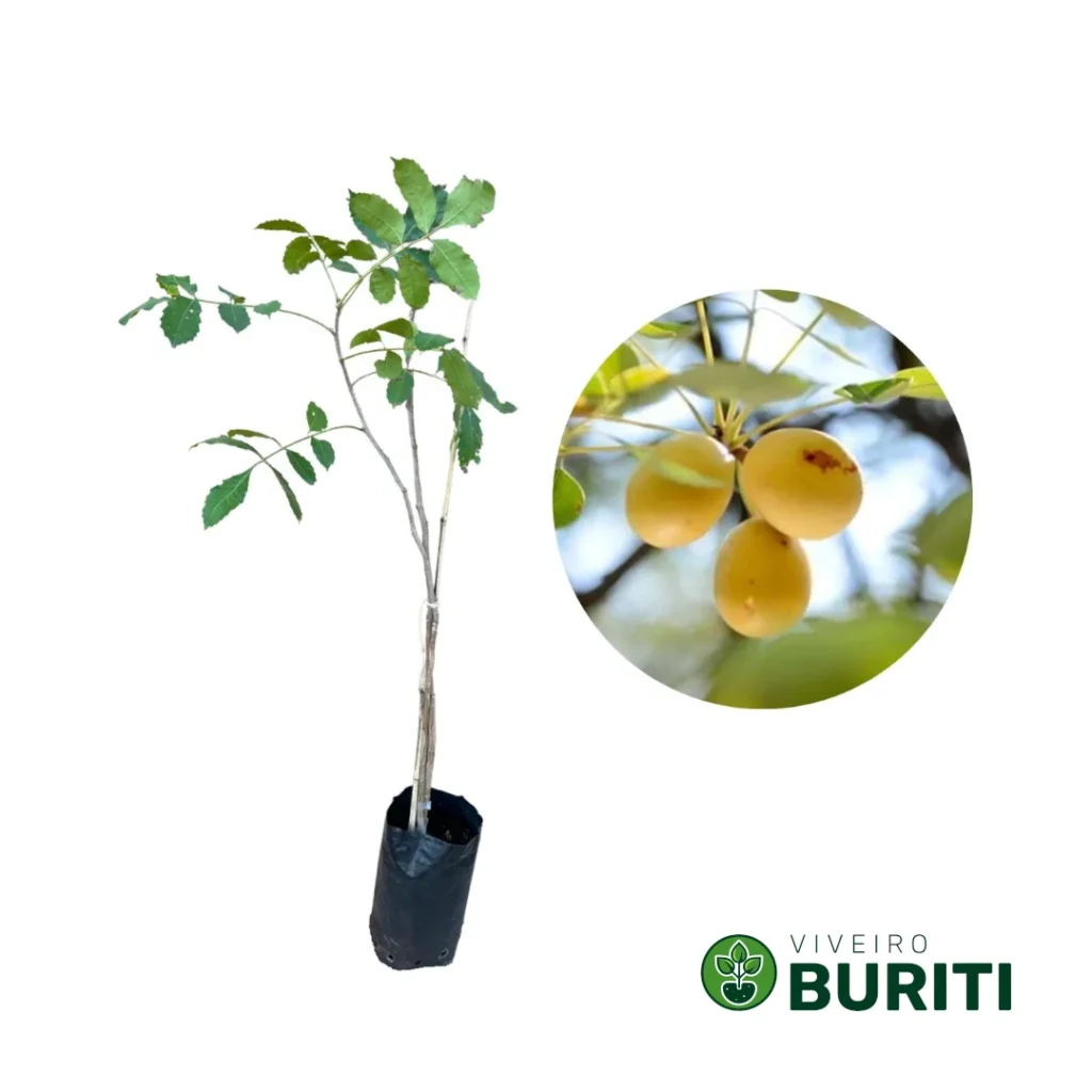 marula 02