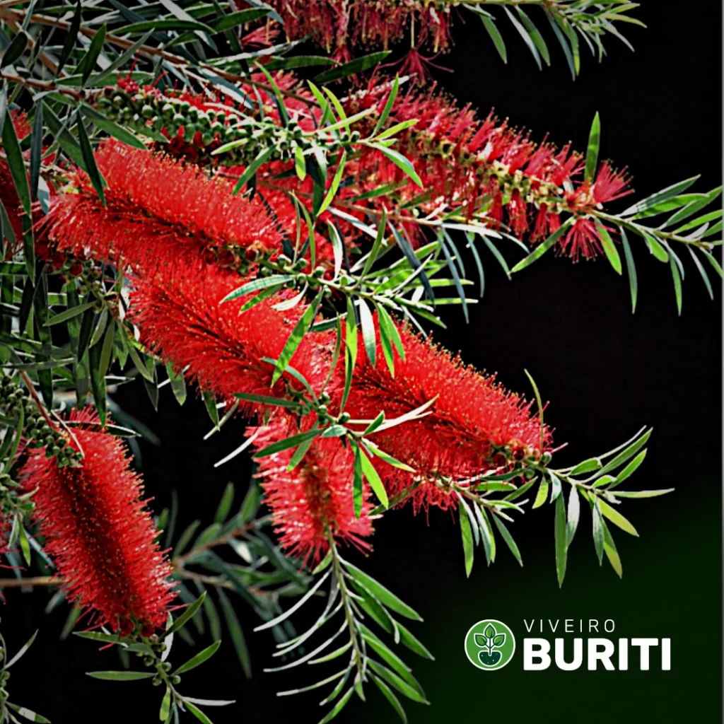 Callistemon 01