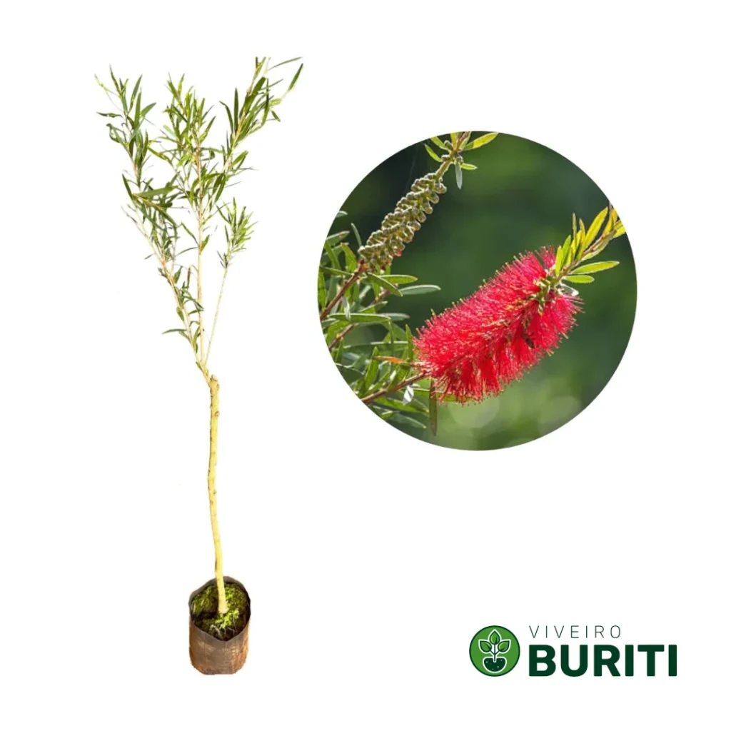 Callistemon 02