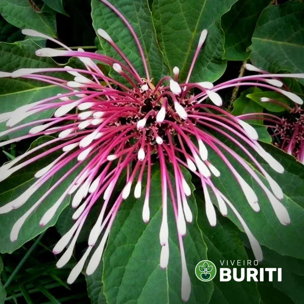 Detalhe macro da flor de Clerodendro Cotonete em plena floração, exibindo os estames longos e pétalas recurvadas em tons de branco e rosa, com logotipo do Viveiro Buriti no canto inferior direito.