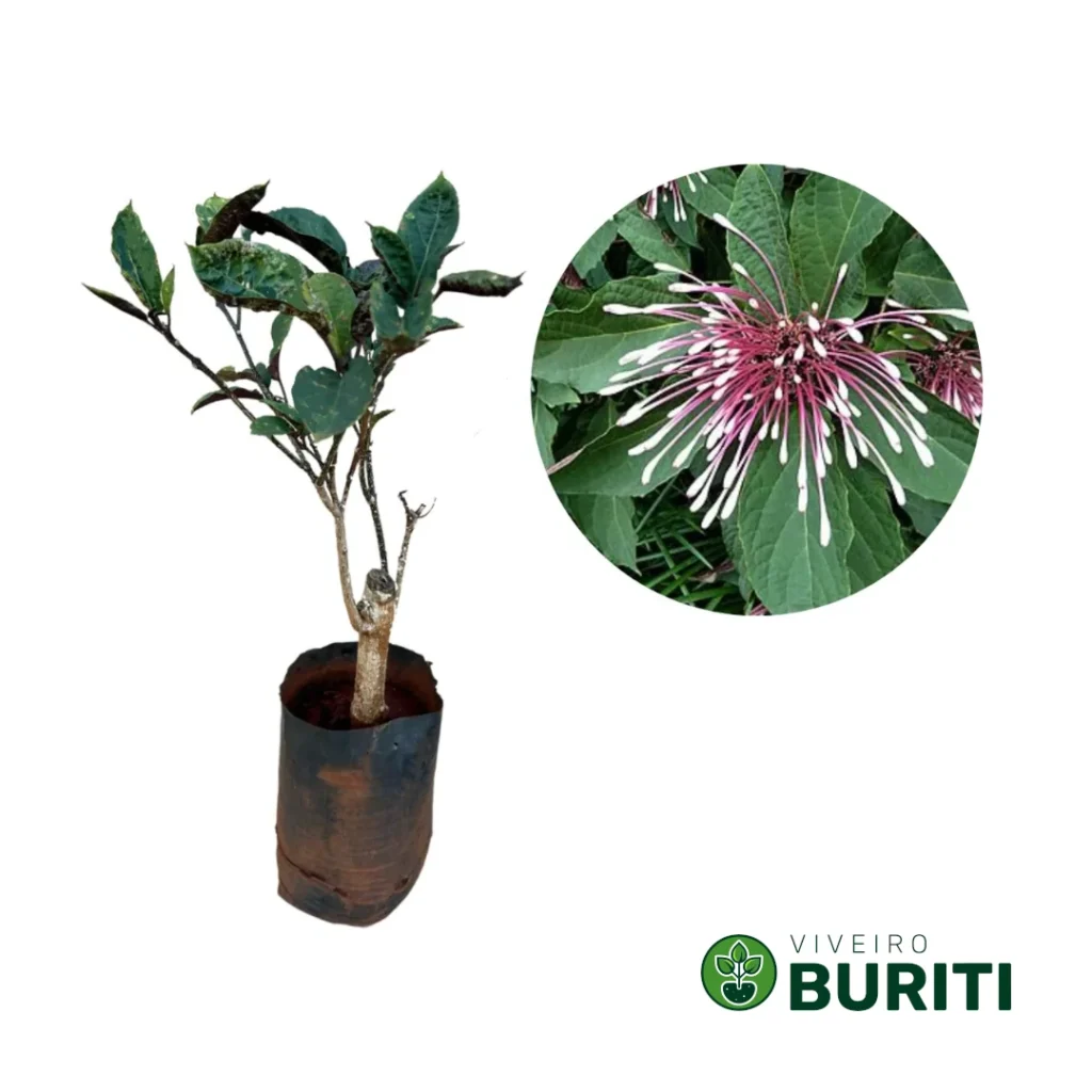 Muda jovem de Clerodendro Cotonete plantada em vaso escuro, aproximadamente 40cm de altura, com folhas verdes saudáveis. Círculo destacando as flores características da espécie. Imagem promocional do Viveiro Buriti.