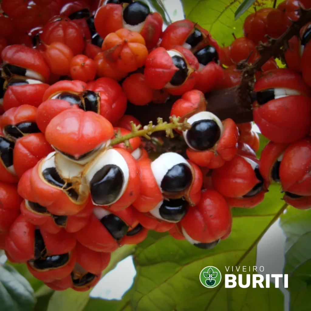 Guarana 01