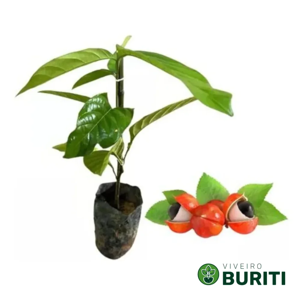 Guarana 02