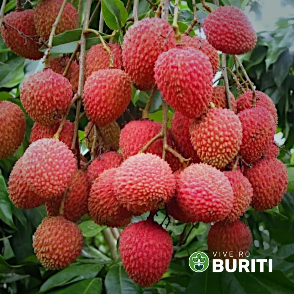 Lichia Pink 01