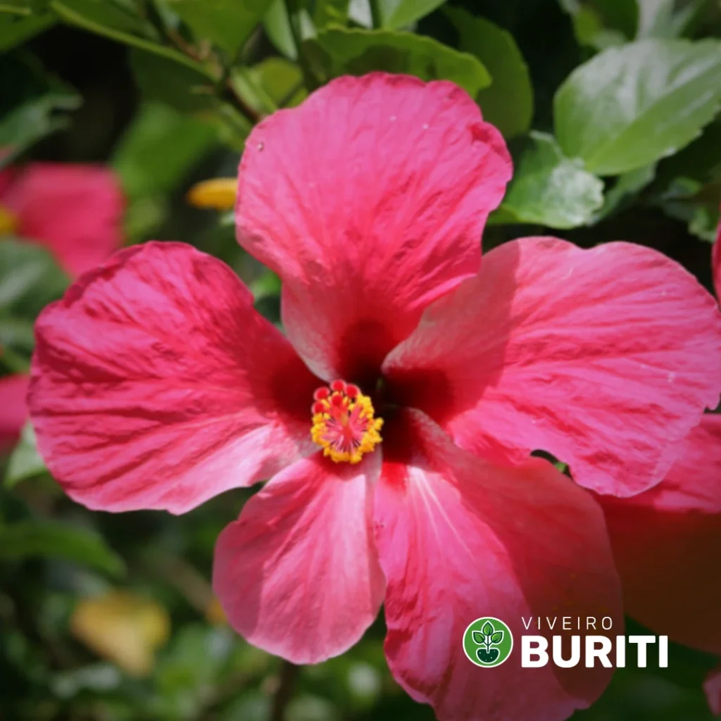 hibisco 01