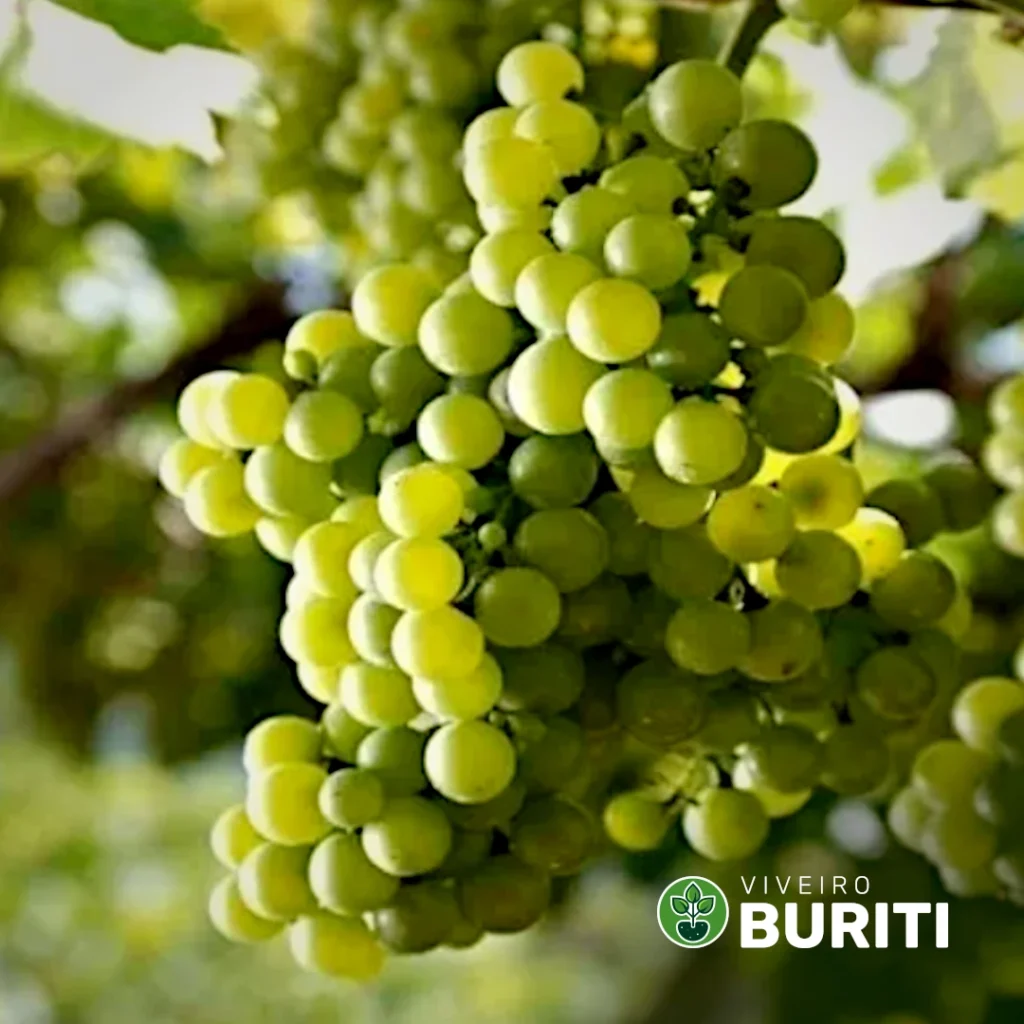 uva Moscato 01