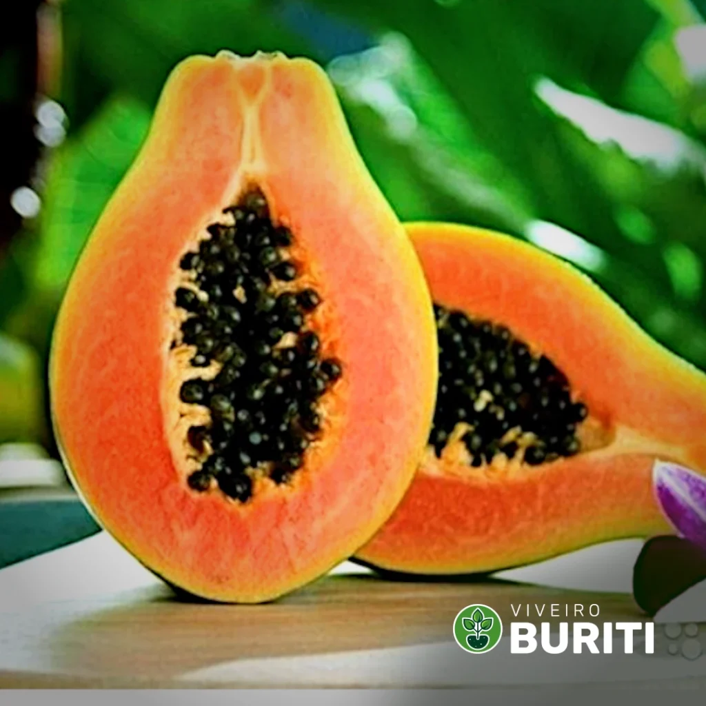 Mamão Papaia 01