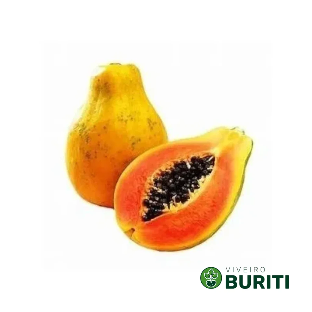 Mamão Papaia 02