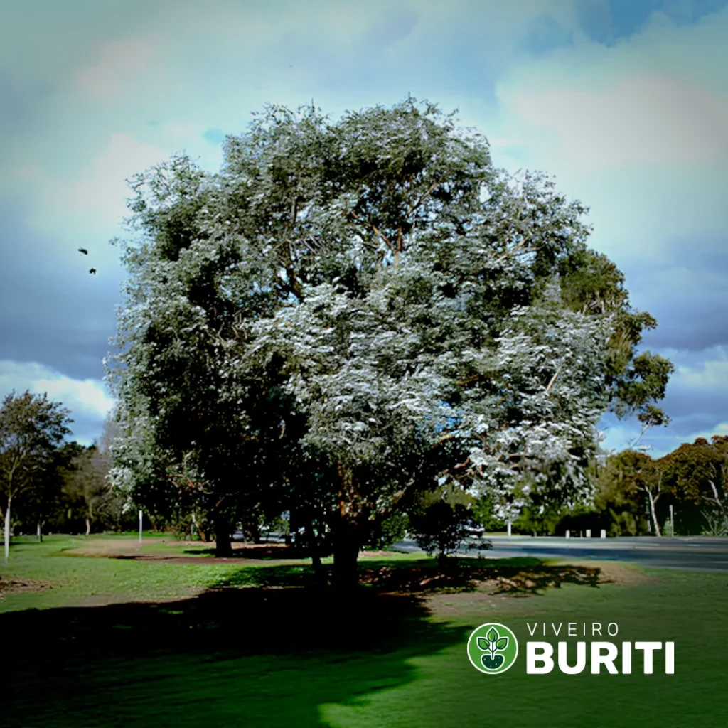 Eucalipto Argentino01