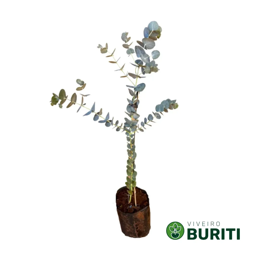 Eucalipto Argentino02