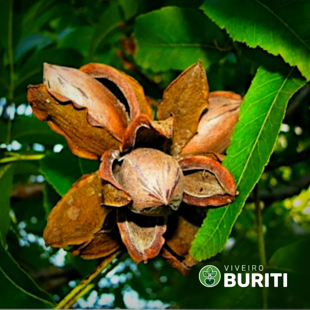 Muda De Castanha Noz Pecãn 01