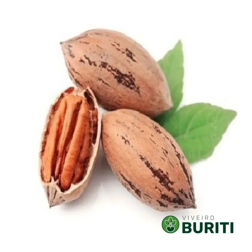 Muda De Castanha Noz Pecãn 02