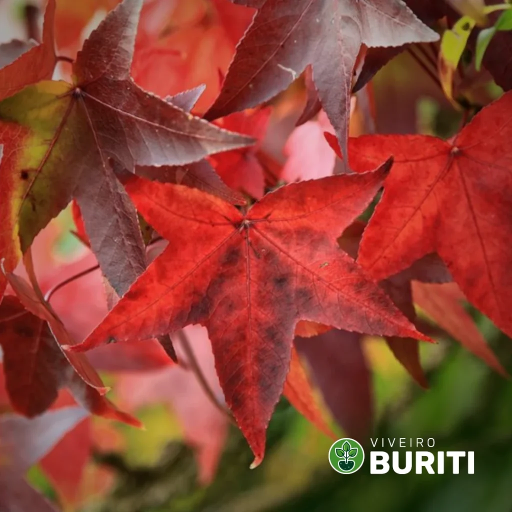 2025-12-04 - Liquidambar 0!