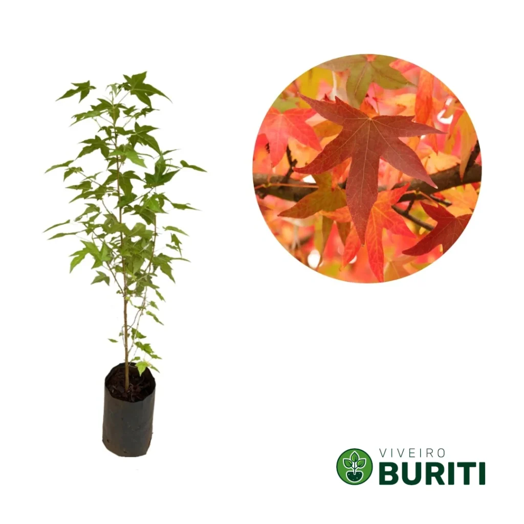 2025-12-04 - Liquidambar 02